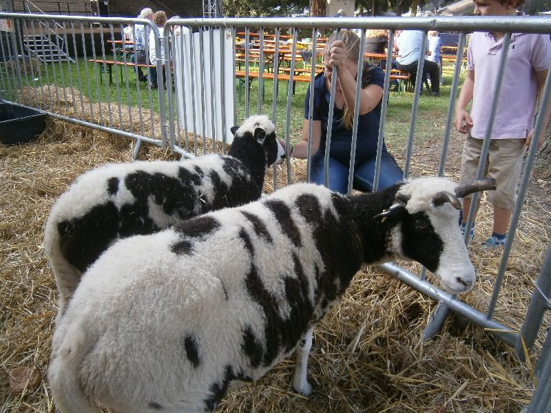 bückeburg 2014 093