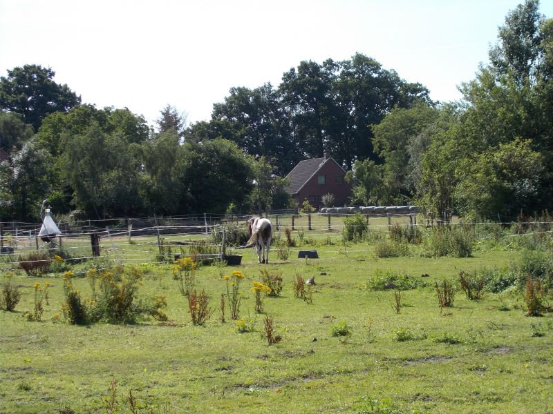 schwarme nodhorn severinghausen 010